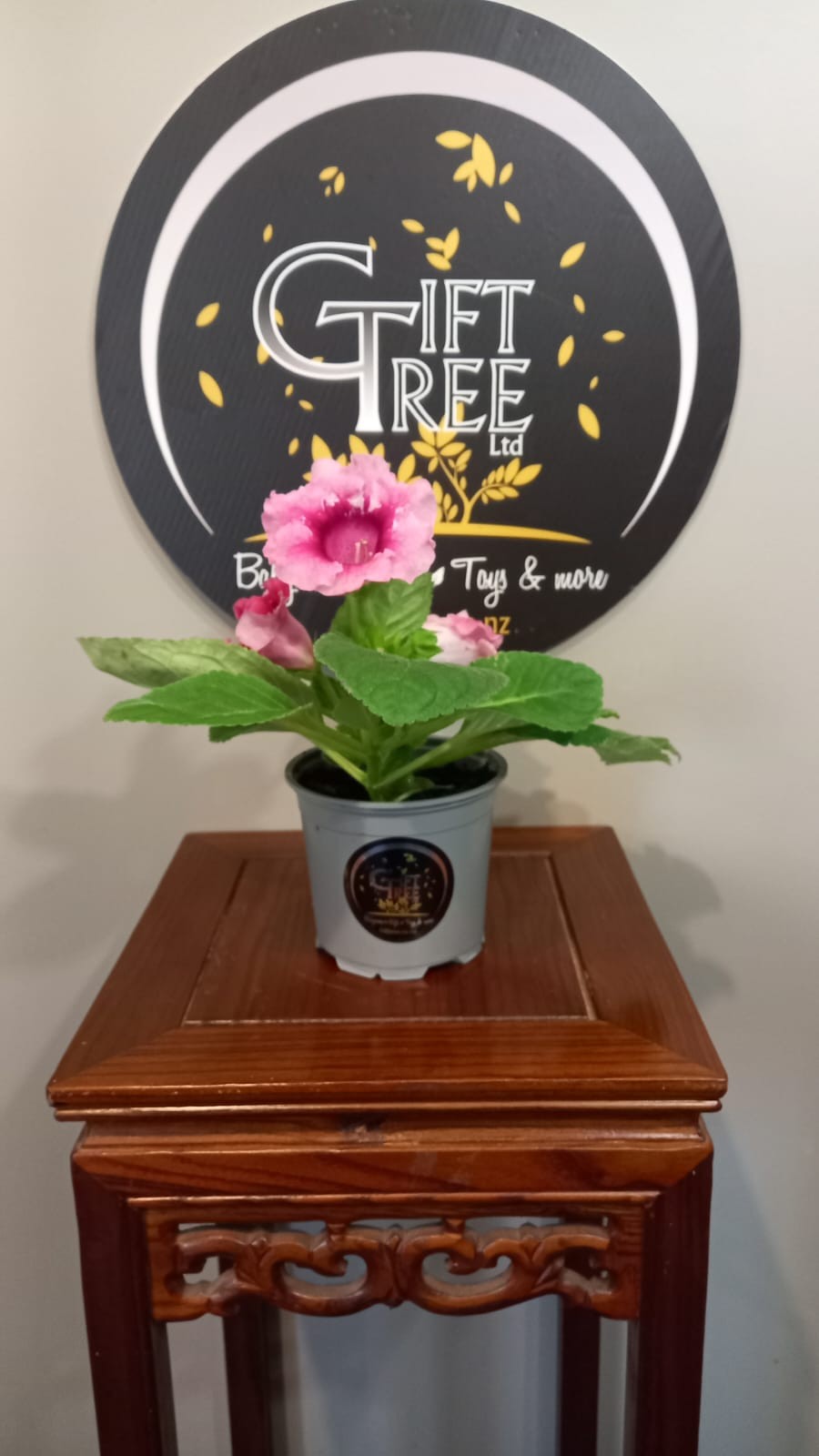 Gloxinia | Plant | How do you care for a Gloxinia?