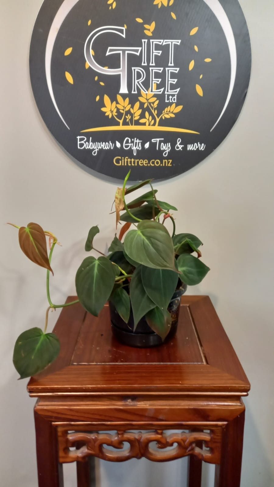 Philodendron Micans Care Guide | Low Maintenance Indoor Plants