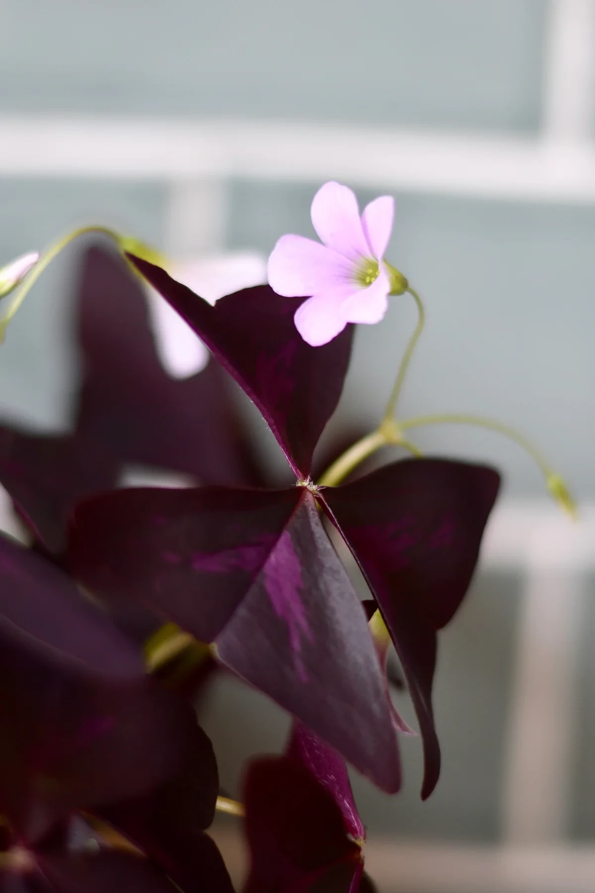 Oxalis Triangularis (Purple Shamrock, False Shamrock)