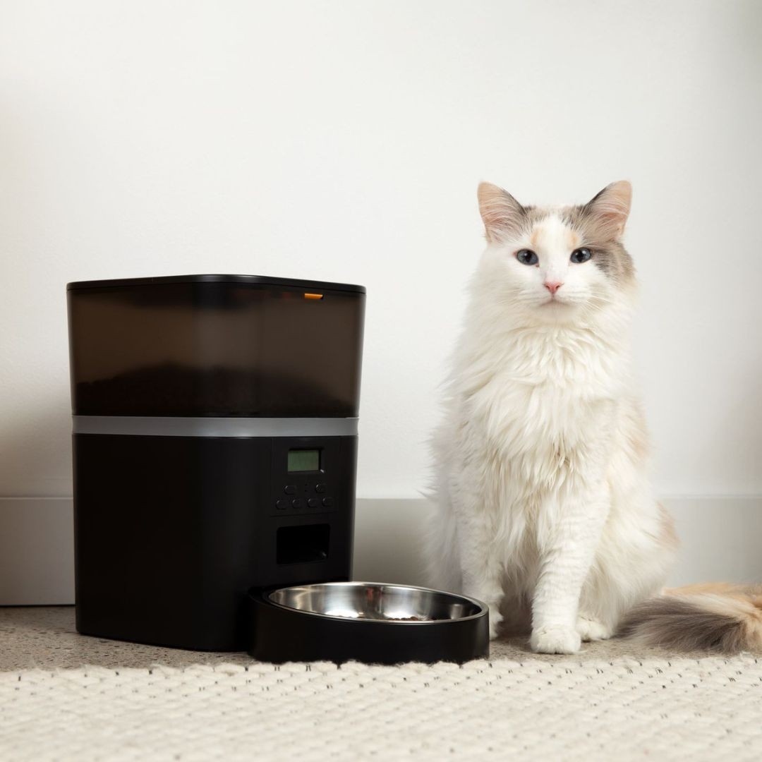 The KittyFeeder Automatic Cat Feeder
