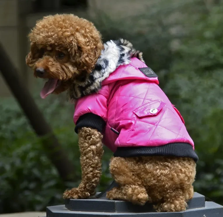 autumn and winter fur collar coat pet dog clothing