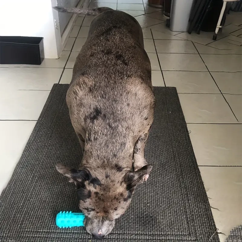 ProClean Dog Toothbrush Gentle Molar Stick