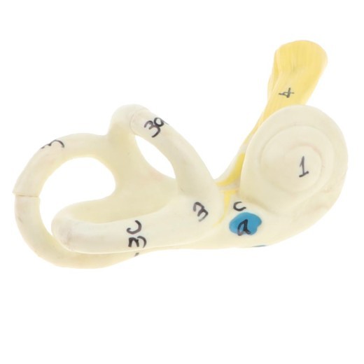 Ear Model