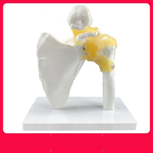 Shoulder Joint Model With Ligament Skeleton Model
