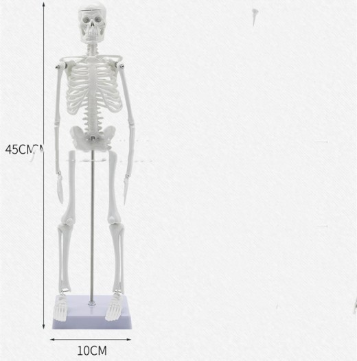 45CM Anatomical Anatomy Human Skeleton Model