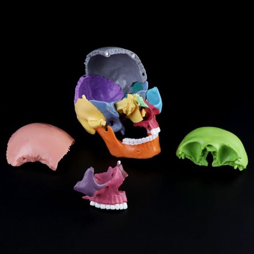 Mini Skull Anatomical Model Can Disassemble The Skull