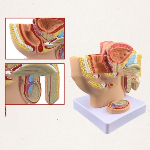 A Miniature Midsagittal Anatomical Model Of The Male Pelvic Cavity