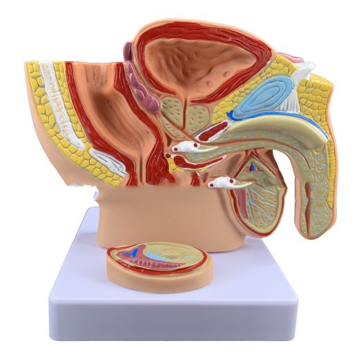 A Miniature Midsagittal Anatomical Model Of The Male Pelvic Cavity