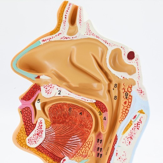 Anatomical Model Of Human Nasal Cavity Oral Cavity Pharynx And Larynx