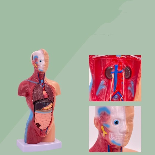 Visceral Detachable Medical Teaching Aids Skeleton