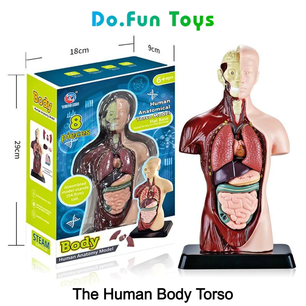 Educational Toys Human Body Torso / Anatomy / Skeleton / Human Organs / Toys Educating Human Body Anatomy Props / Toy Skull Human