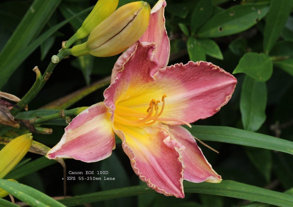 Canon EF-S 55-250mm MARK 2 - IMAGE STABILISER LENS