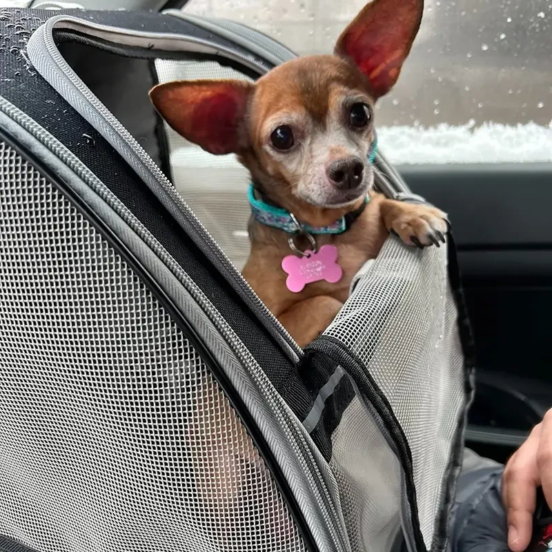 Pet Traveler Backpack - Carrier for Cats and Dogs