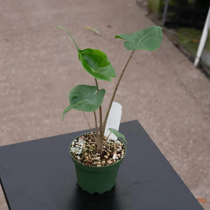 Alocasia macrorrhiza 'Stingray'