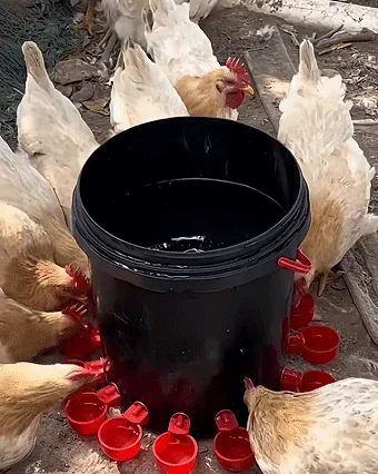 Chicken Poultry automatic waterer