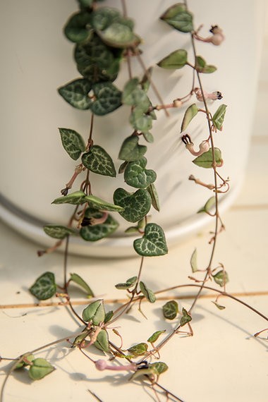 Ceropegia woodii "Chain of Hearts"