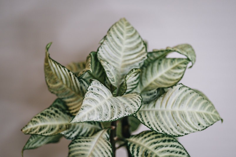 Aphelandra "Snowflake" - zebra plant