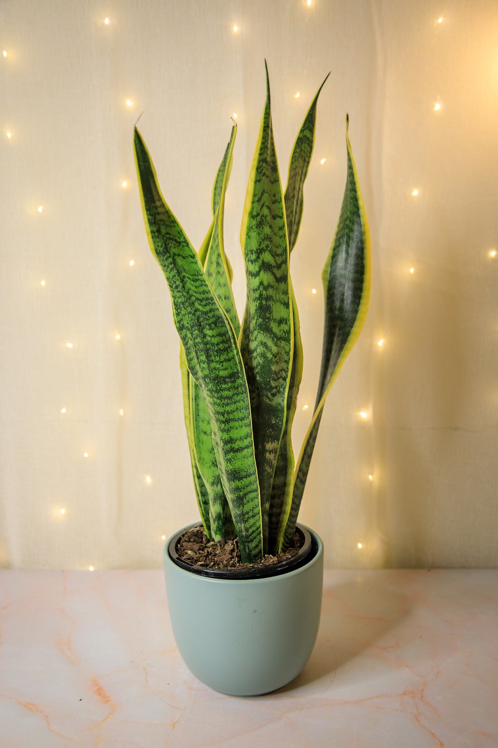 Sansevieria trifasciata "Laurentii" Snake Plant