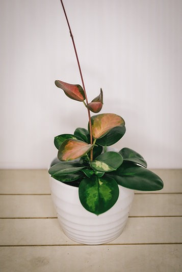 Hoya australis "Lisa"