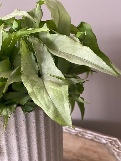 Syngonium - Slank Blad