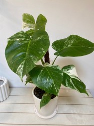 calathea tassmania Calathea Crocata