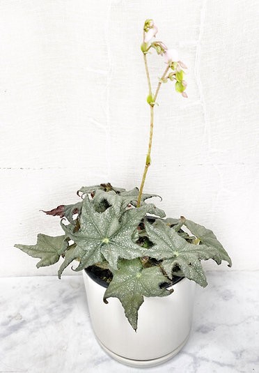 Begonia 'Furry Star'