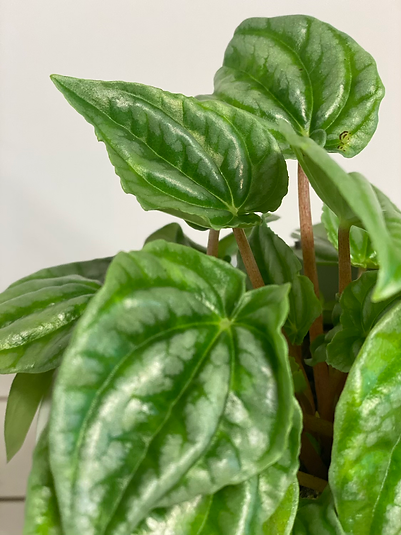 Peperomia Marmorata
