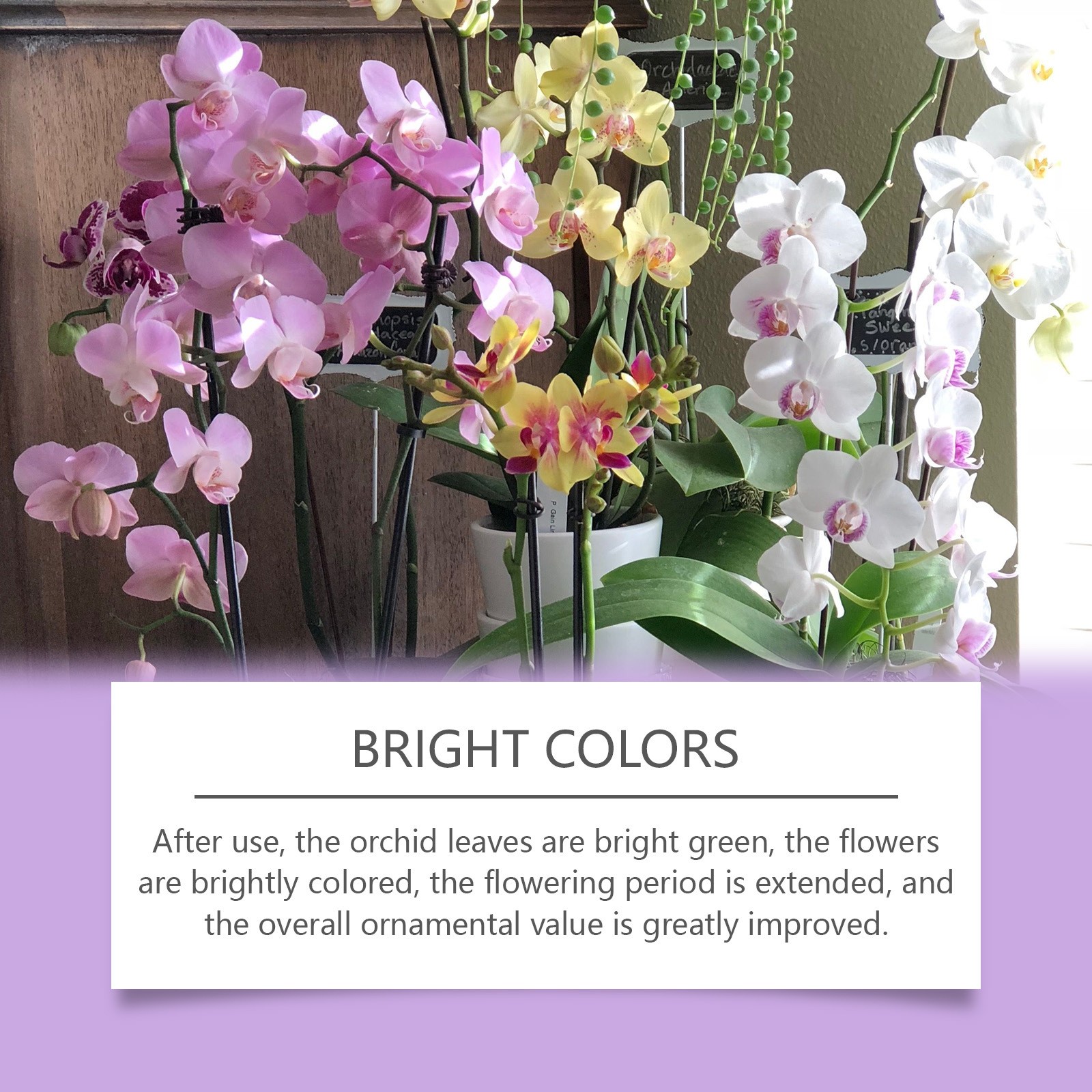 Orchid Plant Growth Stimulator Flower Green Plant Special Nutrient Solution