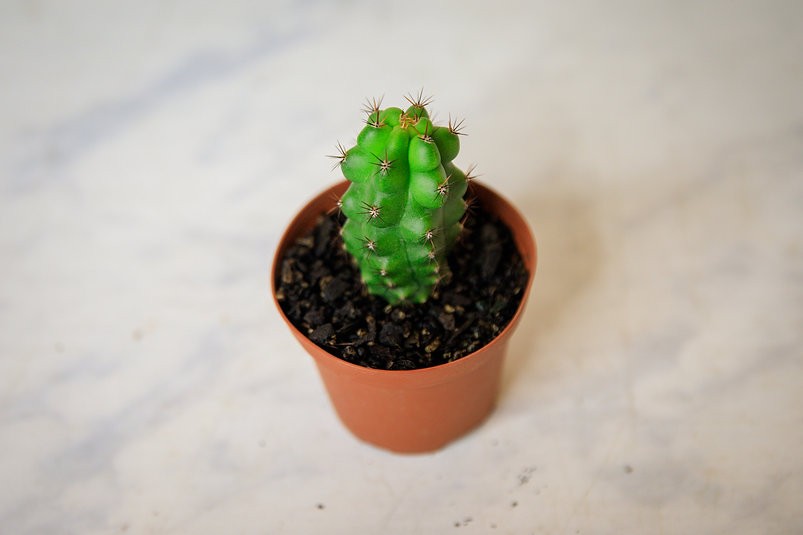 Trichocereus pachanoi monstrose