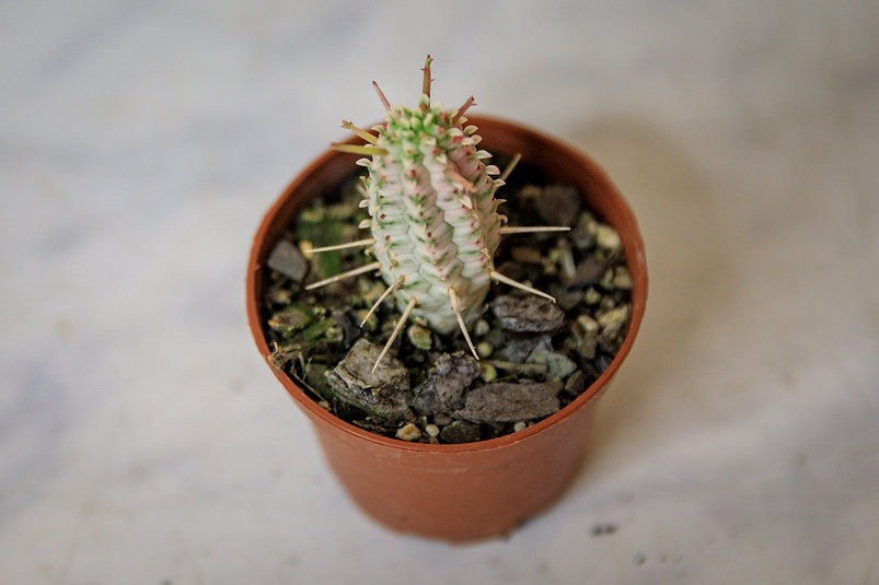 Euphorbia mammillaris 'Variegata'