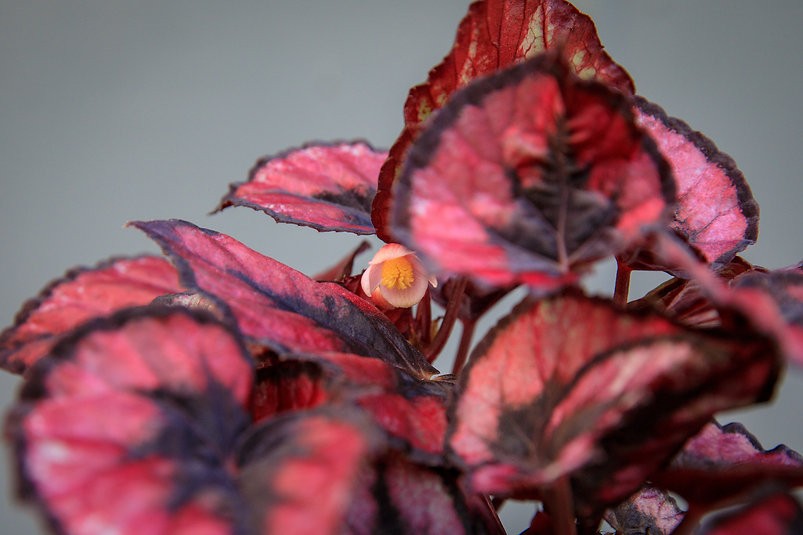 Begonia 'Red Kiss'