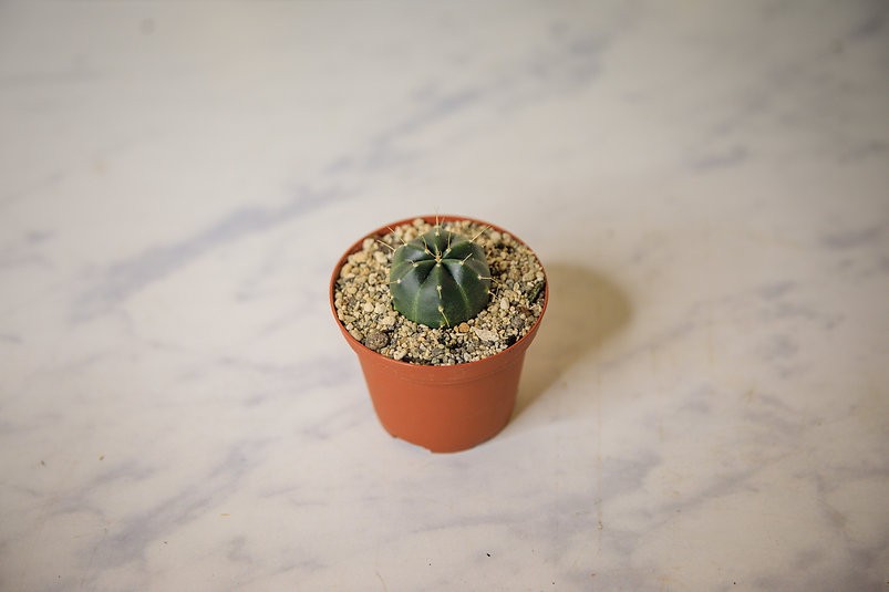 Echinopsis knippelianus