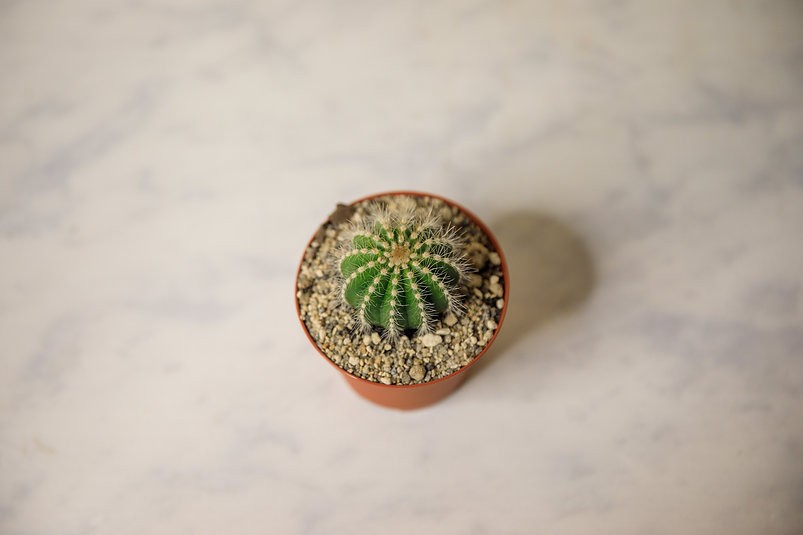 Ball Cactus - Parodia magnifica