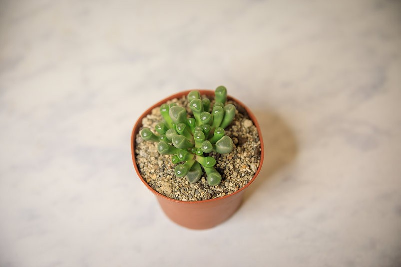 Baby Toes Succulent "Fenestraria rhopalophylla"