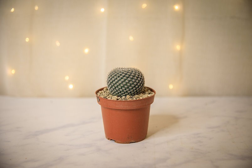 Button Cactus (Epithelantha micromeris)