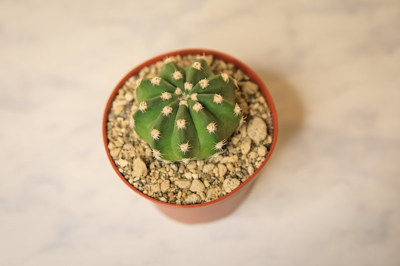 Astrophytum "Sand Dollar" Cactus