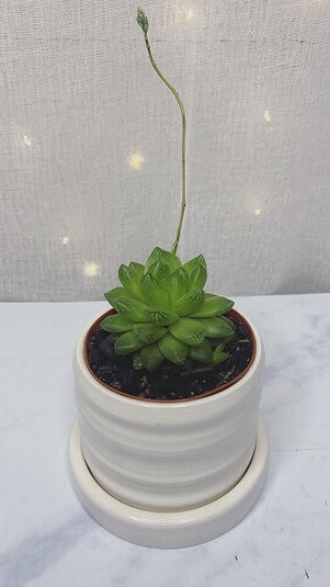 Haworthia cymbiformis