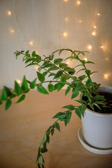Hoya Lanceolata "Bella"