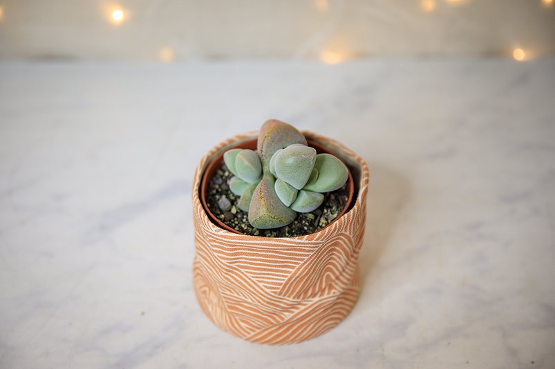 Dinteranthus "living stone" succulent