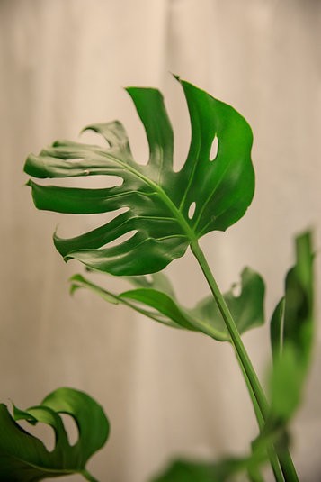 Mutant Monstera "crumpliosa"