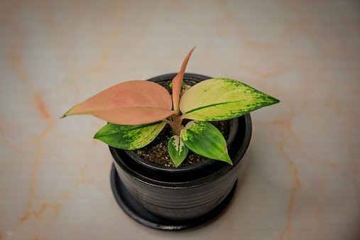 Aglaonema "Favonian"
