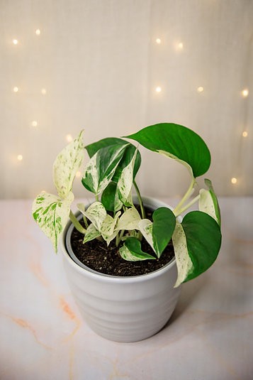 Epipremnum aureum "Half Moon" Pothos