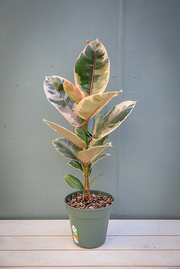 Ficus elastica "Ruby"