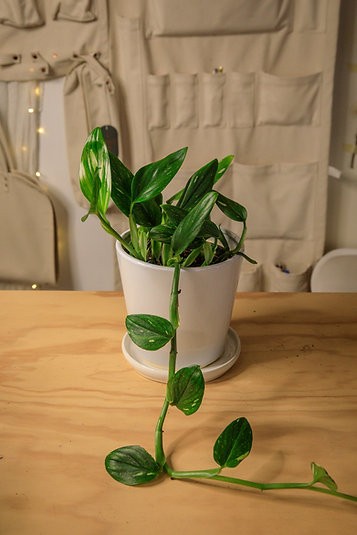 Monstera standleyana 'cobra'