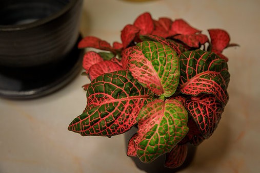 Mutant Fittonia