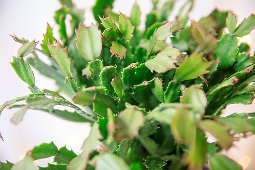 Schlumbergera truncatus "Thanksgiving Cactus"