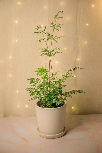 Pteris ensiformis 'Silver Lace Fern'