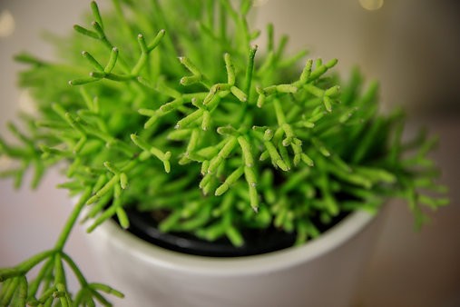 Rhipsalis cereuscula "Coral Cactus"
