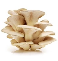 MUSHROOM - OYSTER (PER KG) - [PRODUCE]