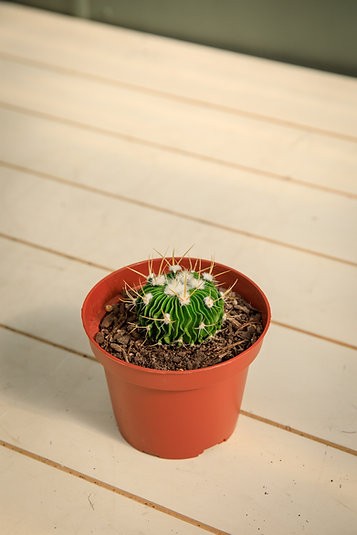 Brain Cactus - Stenocactus multicostatus